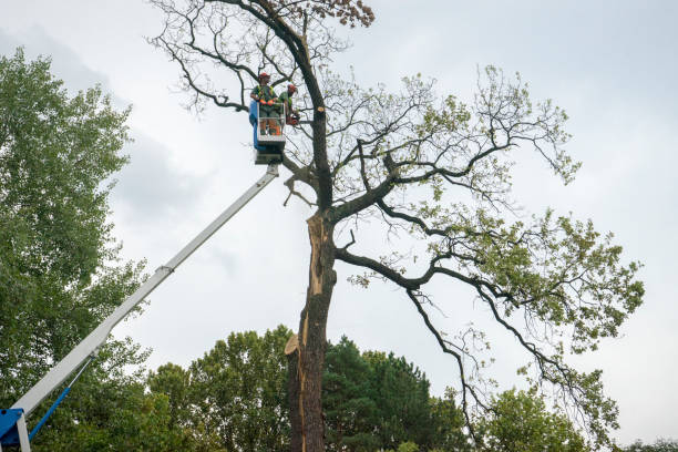 How Our Tree Care Process Works  in Benson, UT